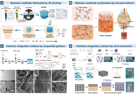 Biphasic Scaffolds For Osteochondral Tissue Regeneration A The Download Scientific Diagram