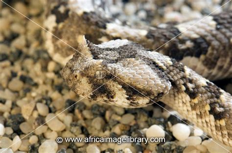 Photos And Pictures Of Peringuey S Adder Bitis Peringueyi Is Endemic