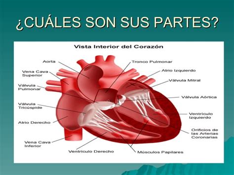 Aparato Circulatorio PPT