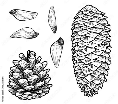 Pine cone illustration, drawing, engraving, ink, line art, vector Stock ...