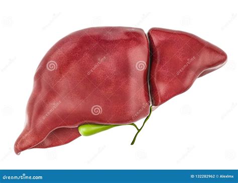 Hígado Humano Sano Con La Vesícula Biliar Representación 3D Stock de