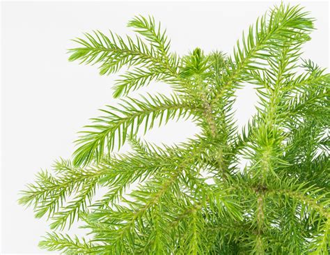 Araucaria Heterophylla Norfolk Island Pine Pistils Nursery