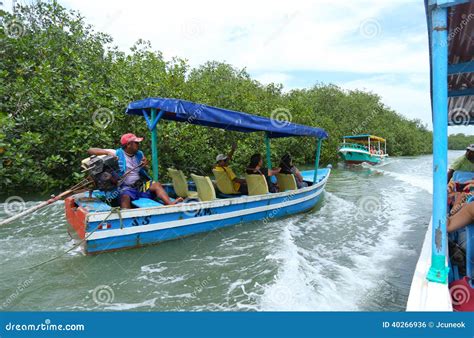 Mangrove boat ride editorial photo. Image of precarious - 40266936