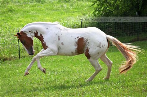 chestnut tovero paint horse 3 by venomxbaby on deviantART | Horses, American paint horse, Horse ...