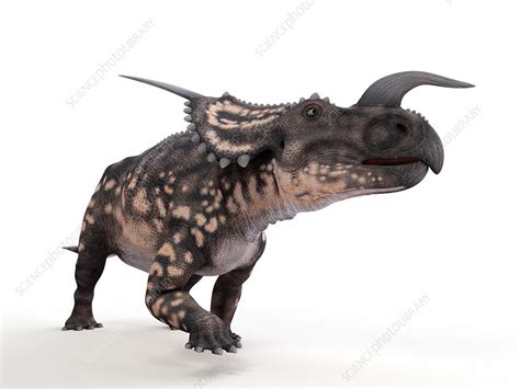 Illustration Of A Einiosaurus Stock Image F0235209 Science Photo