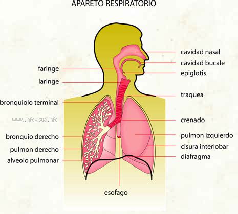 Aparato Respiratorio Diccionario Visual Didactalia Material Educativo