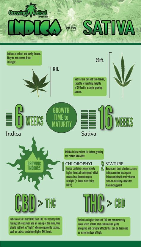 The Differences Between Cannabis Indica Sativa Weed