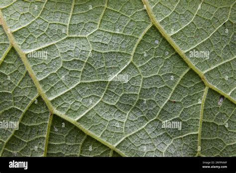 Macro Photo Of Natural Green Leaf Pattern Stock Photo Alamy