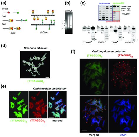 Telomere Identification By Fish And Slot Blot Hybridization A