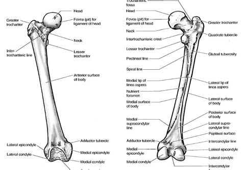 Learn Anatomy Online: Femur bone