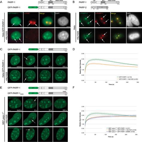 Recruitment Of Parp To Dna Damage Sites A Immunostaining Of Par