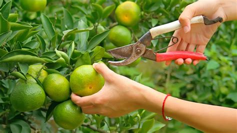 Cuándo podar los árboles frutales