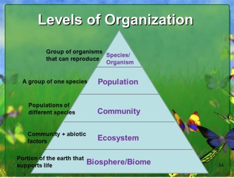 Ecosystems Flashcards Quizlet