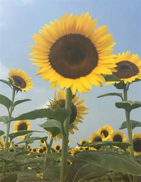 Pin Di Kenny Velis Su Girasoles