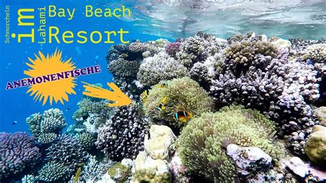 Lahami Bay Beach Resort Gardens Anemonenfische K Youtube