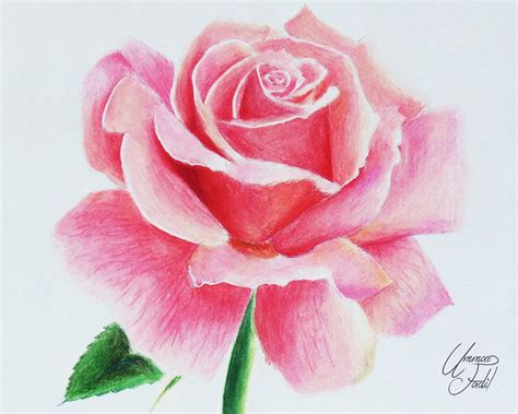 Rose Bianche Disegno Da Colorare | Migliori Pagine da Colorare Gratis per Bambini Immagini HD