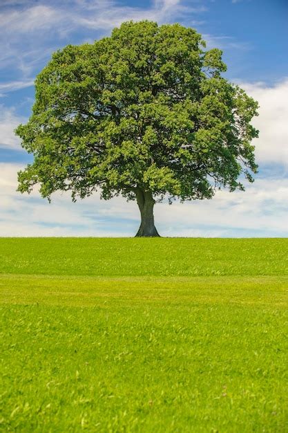 Premium Photo Single Oak Tree In Field At Springtime