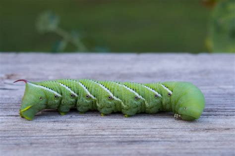 Tobacco Caterpillar Stock Photos, Pictures & Royalty-Free Images - iStock