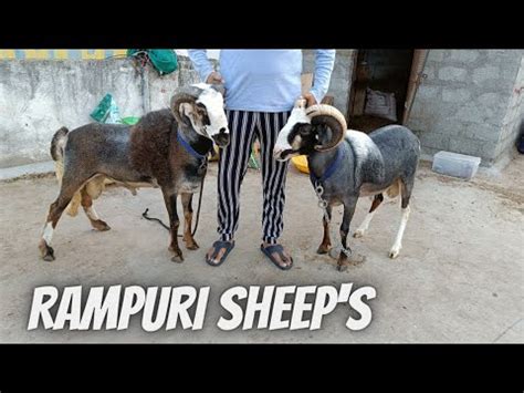 Pure Quality Rampuri Sheep S Available In Langarhous Hyd YouTube