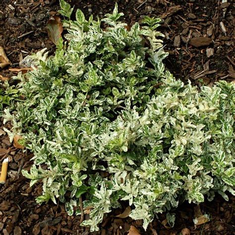 Euonymus Fortunei Harlequin Fusain Persistant Vert Panach De Blanc