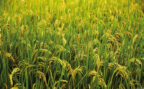 Rice Plants Wallpaper 1920x1200 31636