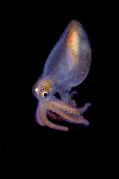 Image Of Distinction Juvenile Octopod Laboratory News