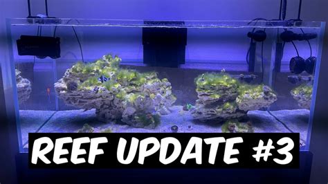 Landen 100p Reef Update 3 L Covering The Basics And All For Reef