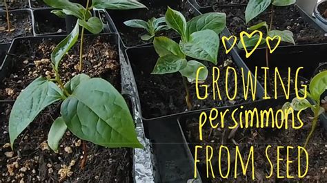 How To Grow Persimmons From Seed Youtube