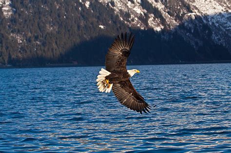 Eagle Flying Over Water