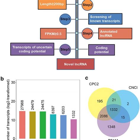 Identification And Screening Of LncRNAs In C Arbuscula A Steps Of The