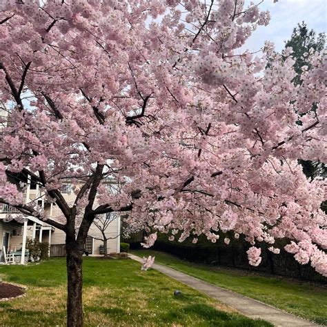 Yoshino Cherry Trees for Sale | Garden Goods Direct