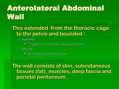 Ppt Abdominal Wall And Stomach Powerpoint Presentation Free Download