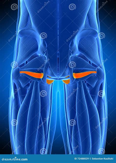 闭孔肌internus 库存例证 插画 包括有 健康 例证 肌组织 附庸风雅 健身 臀部 蓝色 72488029