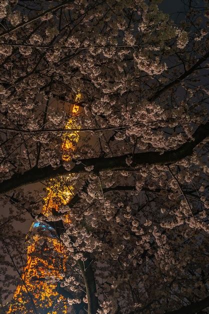 Torre De T Quio E Flores De Cerejeira Sakura Na Primavera Em T Quio