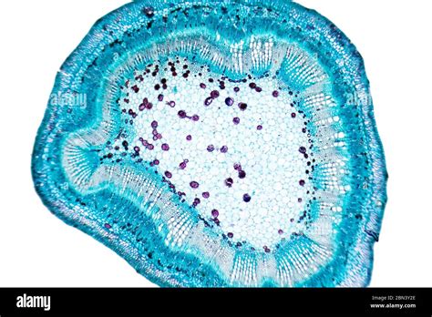 Plant Cell Under Compound Microscope Cell Walls Grass Seen Image