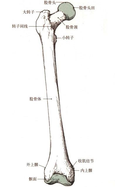 人体大腿骨头结构图片 千图网