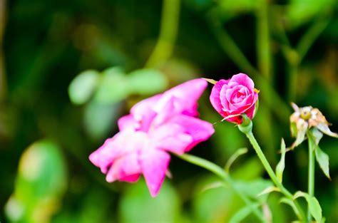 Bright And Fresh Pink Rose Flower Against A Green Nature Background In The Garden 22935285 Stock