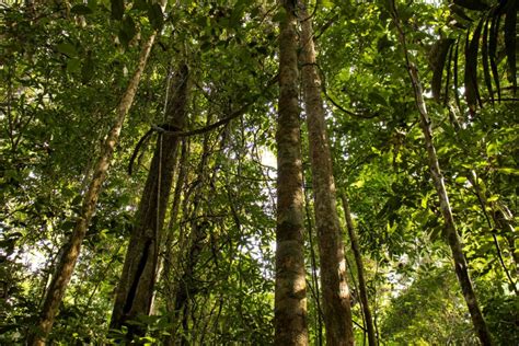 Estudo inédito aponta que animais amazônicos podem utilizar adaptações