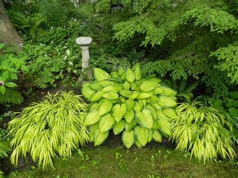 Hakonechloa Macra Aureola Japanese Forest Grass In A Toronto Shade Garden By Garden Muses A