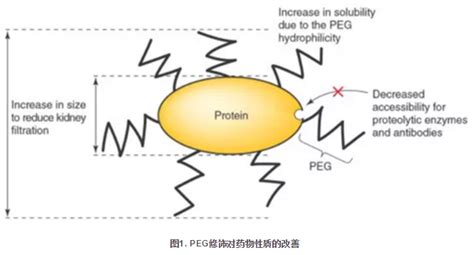 聚乙二醇peg修饰五种小分子药物的介绍、方法及结果 Udp糖丨mof丨金属有机框架丨聚集诱导发光丨荧光标记推荐西安齐岳生物