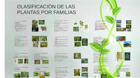 Clasificaci N De Las Plantas Por Familias By Mercedes Toribio Felipe On