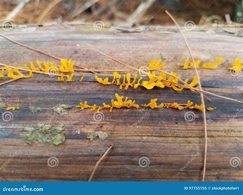 Yellow Fungus Growing On Log Stock Image Image Of Fungus Orange