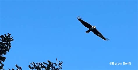 RARE BIRD ALERT: EURASIAN MARSH-HARRIER - Maine Audubon