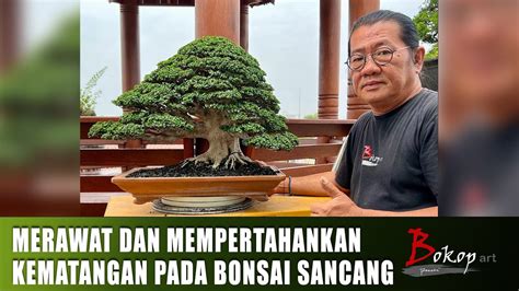 Merawat Dan Mempertahankan Kematangan Pada Bonsai Sancang Youtube