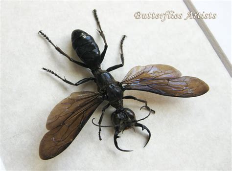 Megalara Garuda King Wasps Very Rare Real Wasp Entomology Etsy Hong Kong