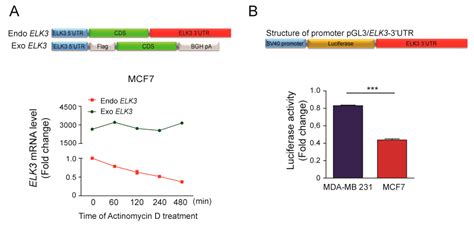 Cancers Free Full Text Functional Link Between MiR 200a And ELK3