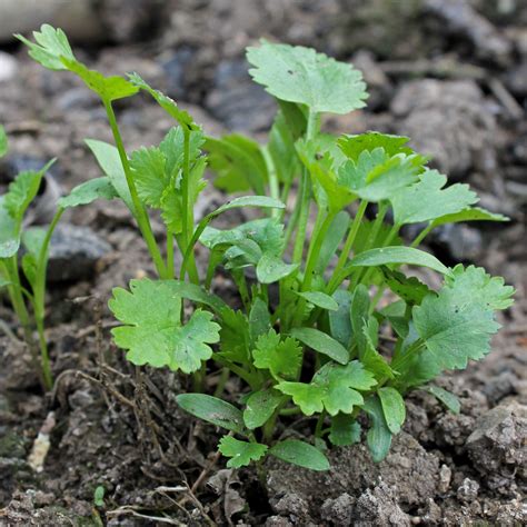 Koriander Coriandrum Sativium Aussaatanleitung