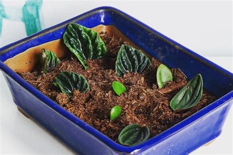 How To Propagate Peperomia From Leaf Step By Step Guide The Plant Pedia