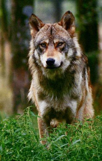 Plus De 500 Loups En France En 2019 Ladepeche Fr