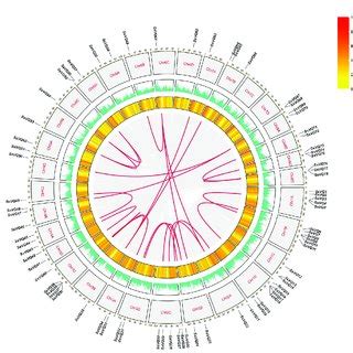 Schematic Representations For The Chromosomal Distribution Of S